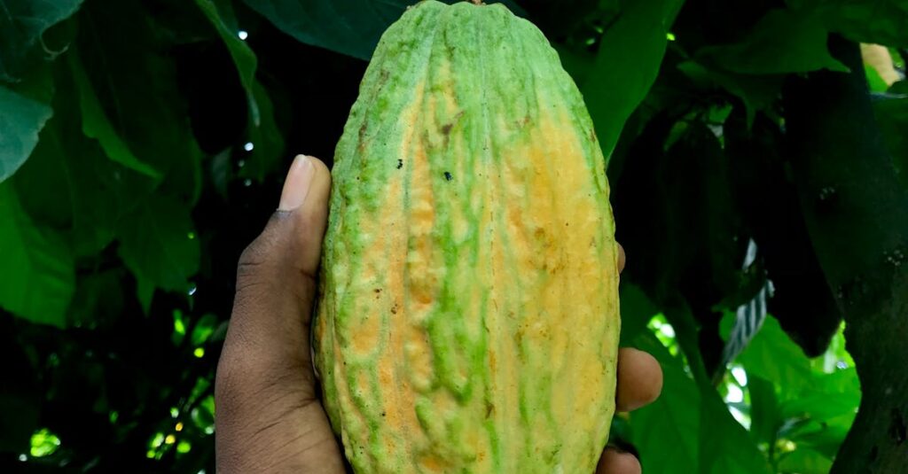 Green cacao pod held by a hand against lush foliage, perfect for farm and produce themes.