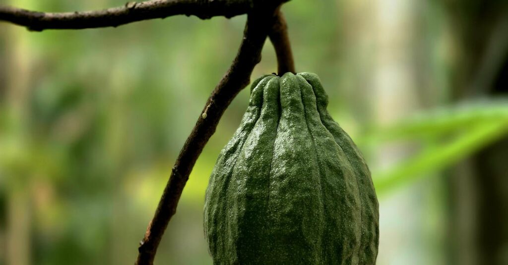 Close-up view of a vibrant green cacao pod hanging from a tree branch in a tropical forest.